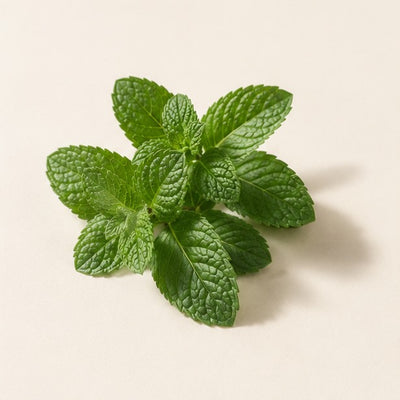 Menthol